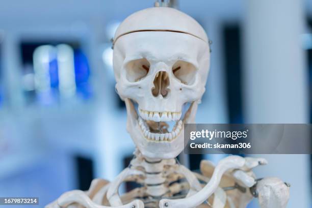 educational resource close-up skull human skeleton for medical education and training - fish bone diagram stock pictures, royalty-free photos & images
