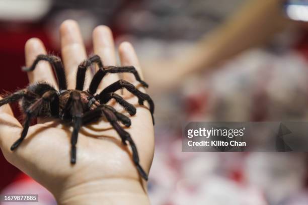 hand holding a pet tarantula - tarantula stockfoto's en -beelden