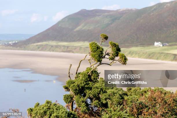 gower peninsula, south wales, united kingdom - rhossili bay stock pictures, royalty-free photos & images