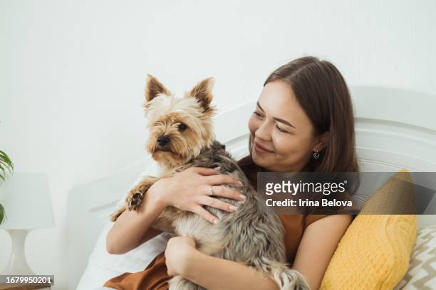 a young smiling woman hugs a yorkshire terrier sitting at home on a bed. - yorkshire terrier playing stock pictures, royalty-free photos & images