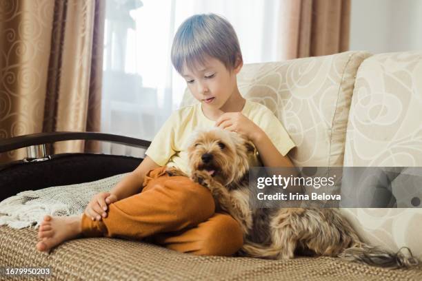 a little boy is sitting on the sofa in the living room and stroking his pet, a dog of the yorkshire terrier breed. - yorkie stock pictures, royalty-free photos & images