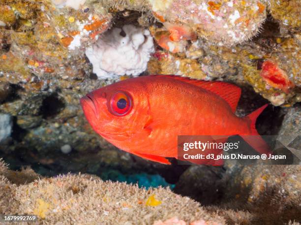 the beautiful glasseye in underwater cave.

hirizo beach, nakagi, south izu, kamo-gun, izu peninsula, shizuoka, japan,
photo taken september 2, 2023.
in underwater photography. - peixe vermelho - fotografias e filmes do acervo