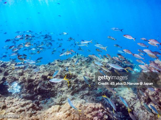 a school of the powerful rainbow runner and greater amberjack attacking a large school of silver-stripe round herrings, 

hirizo beach, nakagi, south izu, kamo-gun, izu peninsula, shizuoka, japan,
photo taken september 2, 2023.
in underwater photography. - japanese amberjack stock pictures, royalty-free photos & images