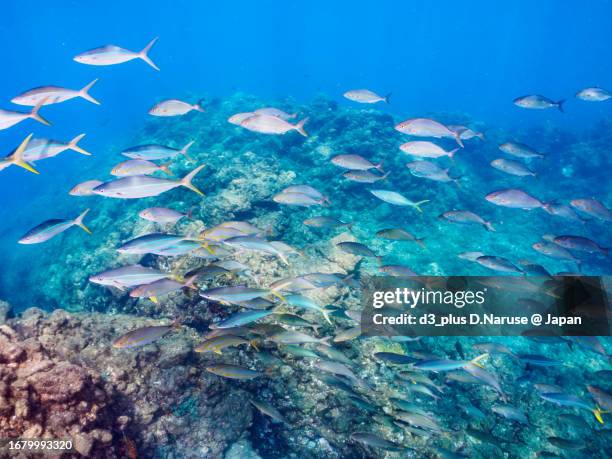 a school of the powerful rainbow runner and greater amberjack attacking a large school of silver-stripe round herrings, 

hirizo beach, nakagi, south izu, kamo-gun, izu peninsula, shizuoka, japan,
photo taken september 2, 2023.
in underwater photography. - japanese amberjack stock pictures, royalty-free photos & images