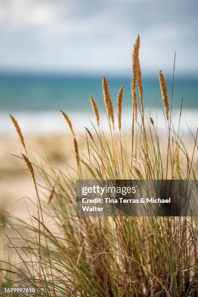 capture the tranquil beauty of atlantic dunes along the french coast as the evening breeze gently sways the dune grass - beach sign stock pictures, royalty-free photos & images