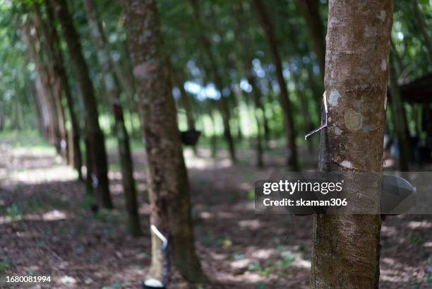 rubber tree (hevea brasiliensis) latex flowing to bucket on rubber tree plantation - rubber material stock pictures, royalty-free photos & images