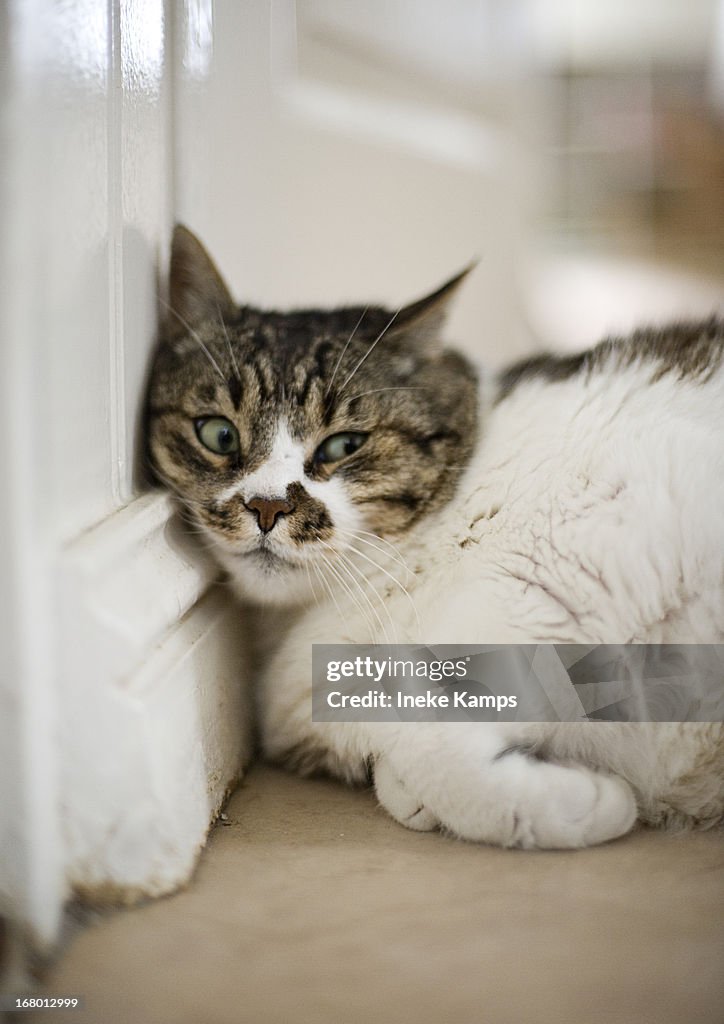 Cat leaning against baseboard