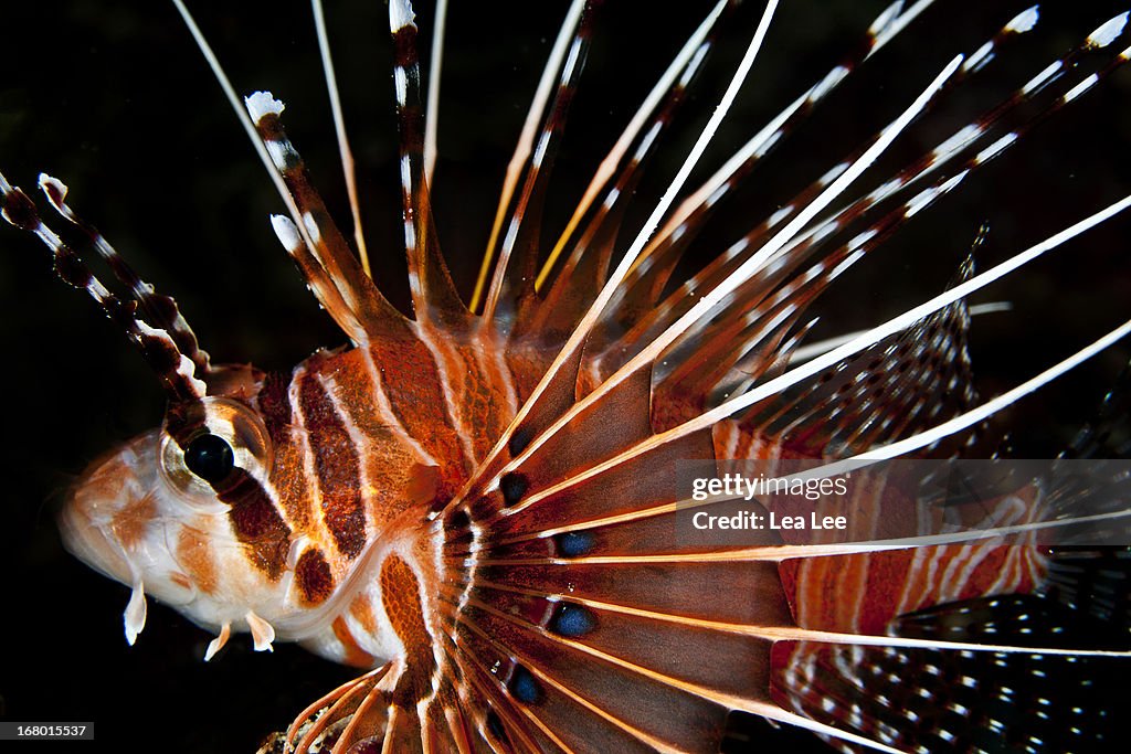 Lionfish