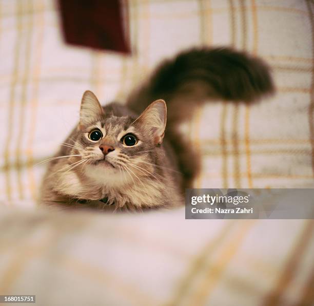 cat looking up - munchkin cat bildbanksfoton och bilder