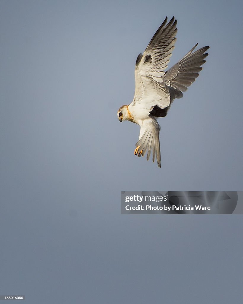 White-tailed Kite Hovering