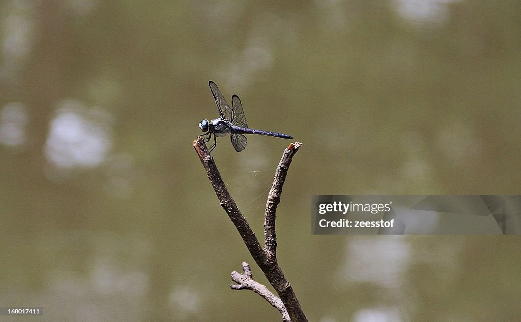 Violet Dragonfly