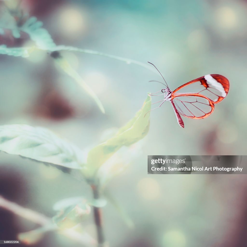 Butterfly with Bokeh