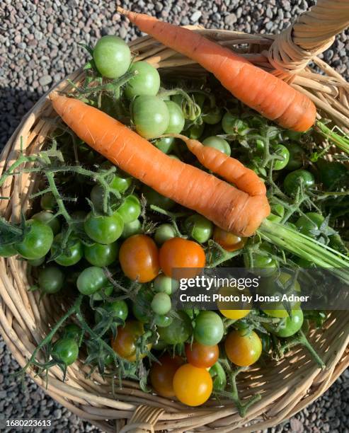 green and yellow tomatoes and  carrots in a basket - sverige odla tomat bildbanksfoton och bilder