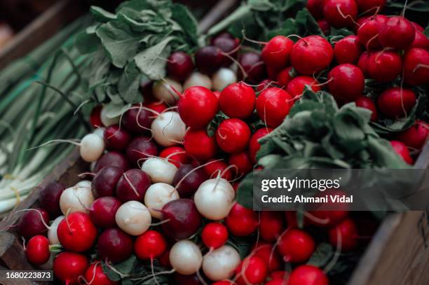 close up of different coloured radishes on a fruit and vegetable stall - radijs stockfoto's en -beelden