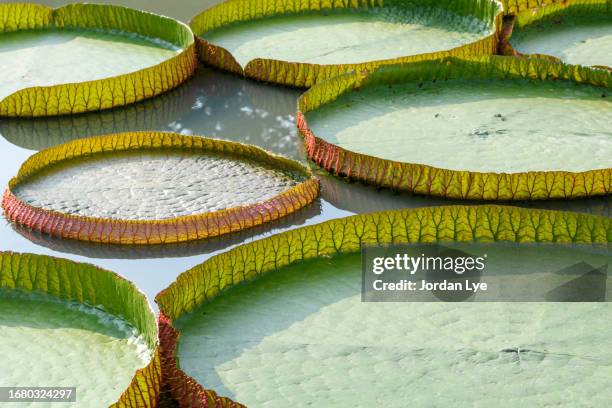 giant water lily pads, victoria amazonica - lily jordan stock pictures, royalty-free photos & images