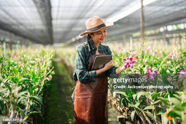 the owner of an orchid farm uses a digital tablet to check the quality control in the fields. agricultural notion. - orchids of asia - fotografias e filmes do acervo