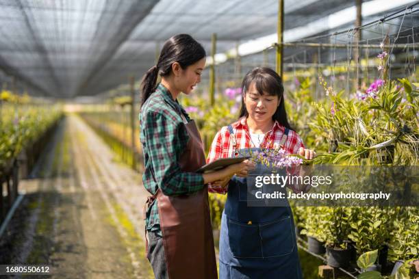 using digital tablets in the orchid greenhouse are two asian women gardeners. - orchids of asia - fotografias e filmes do acervo