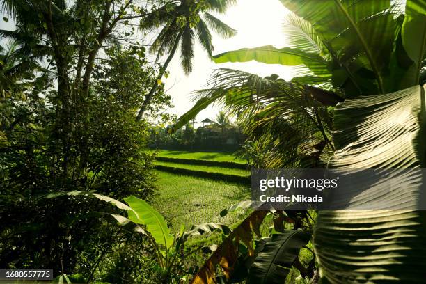 campos de arroz en bali, indonesia. - campo de arroz fotografías e imágenes de stock