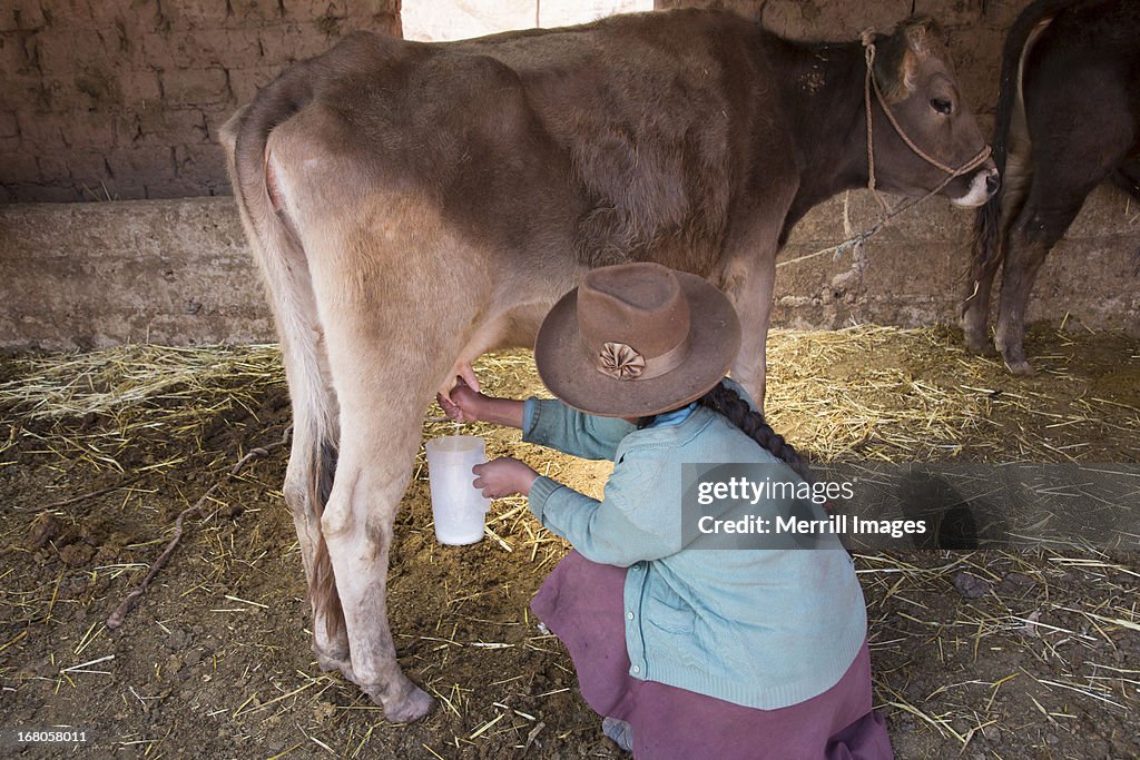 Inca woman milking cow in Peru