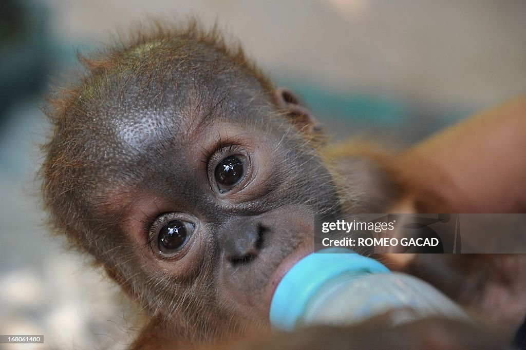 INDONESIA-ENVIRONMENT-CONSERVATION-SPECIES-ORANGUTAN