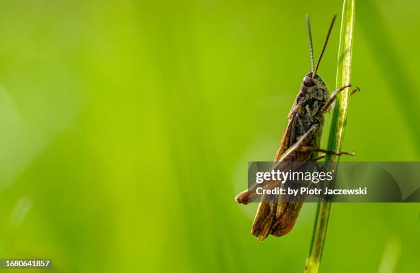 a grasshopper on a blade of grass - locust stock pictures, royalty-free photos & images