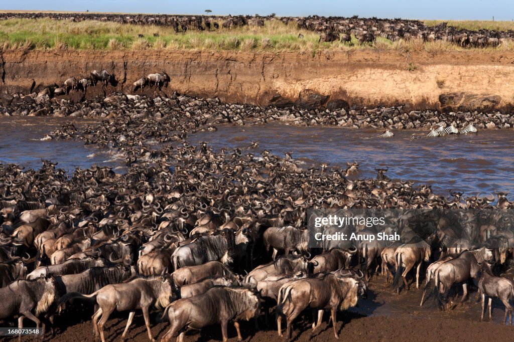 Eastern White-bearded Wildebeest herd