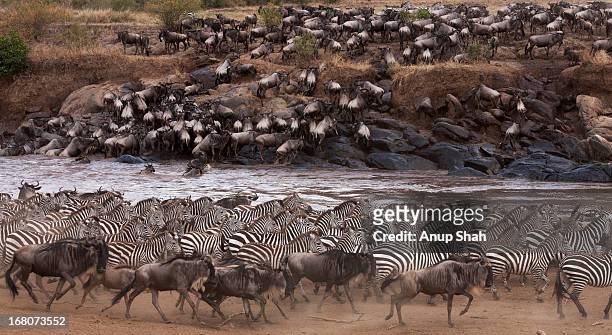 common zebra wildebeest herd - zebra herd stock-fotos und bilder