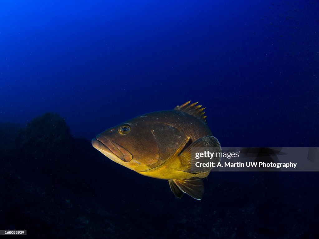 Grouper in the deep blue