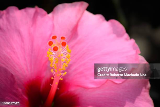 hibiscus flower - stamper stockfoto's en -beelden
