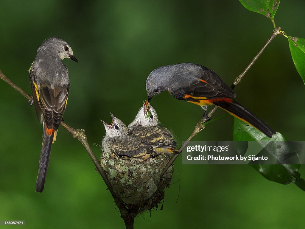 Burung Tledekan Gunung