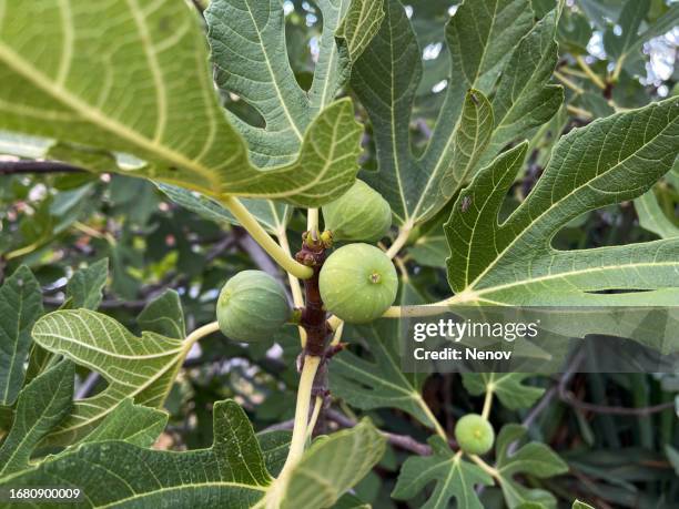 the tree with the green figs - fig tree fotografías e imágenes de stock