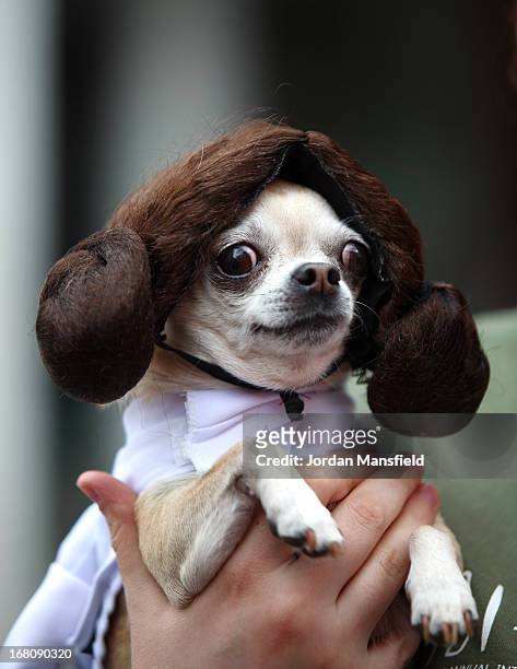 Betty, a Teacup Chihuahua is dressed up as the character Princess Leia from the film Star Wars on May 5, 2013 in London, England. Enthusiasts...
