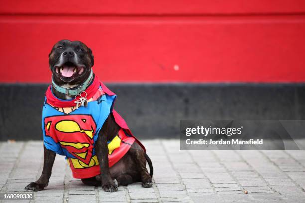 Ty, a Staffordshire Bull Terrier is dressed up as the character Superman on May 5, 2013 in London, England. Enthusiasts gathered at the Picture House...