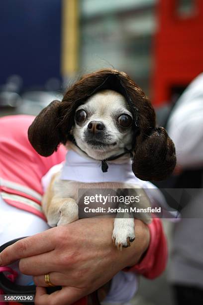 Betty, a Teacup Chihuahua is dressed up as the character Princess Leia from the film Star Wars on May 5, 2013 in London, England. Enthusiasts...