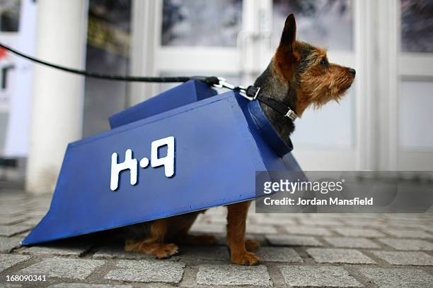 Missy, a Chorkie is dressed up as the character K-9 from the film and TV series Doctor Who on May 5, 2013 in London, England. Enthusiasts gathered at...