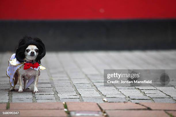 Betty, a Teacup Chihuahua is dressed up as Elvis Presley on May 5, 2013 in London, England. Enthusiasts gathered at the Picture House in Stratford to...