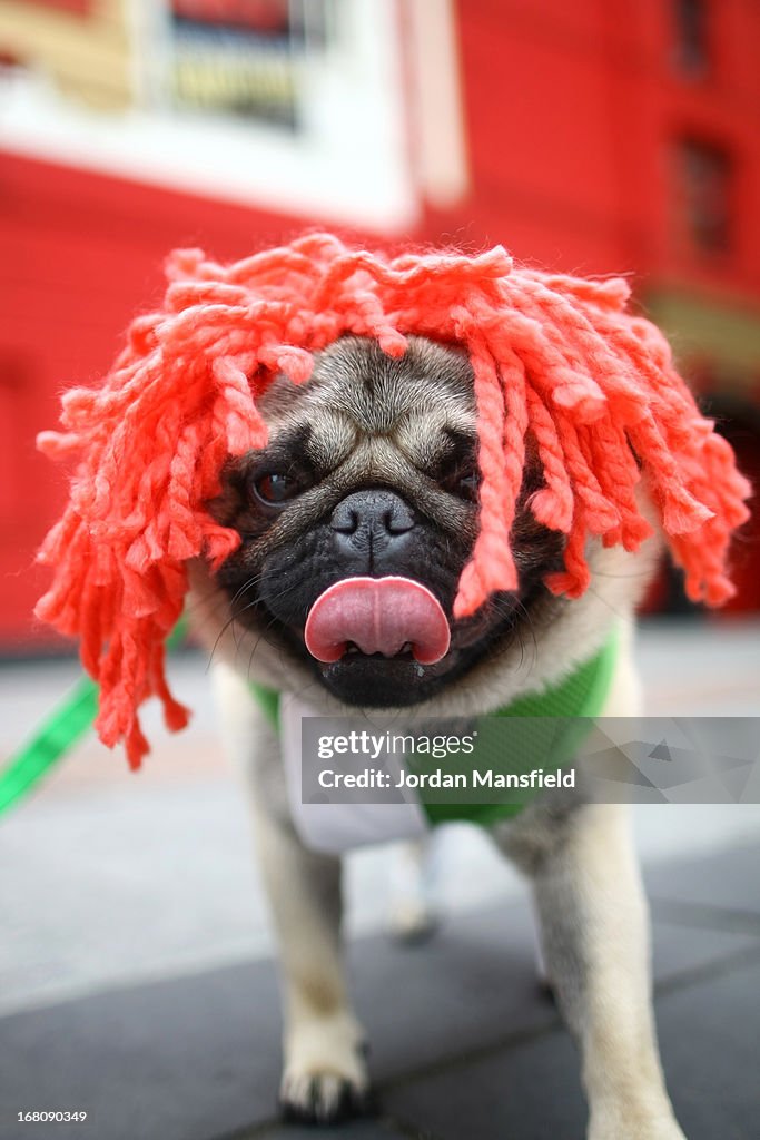 Owners Enter Their Dogs In To The Sci-fi Dogs Parade