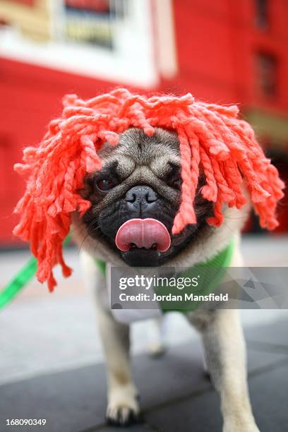 Harry, a Pug is dressed up as Leeloo from the film The Fifth Element on May 5, 2013 in London, England. Enthusiasts gathered at the Picture House in...