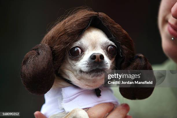 Betty, a Teacup Chihuahua is dressed up as the character Princess Leia from the film Star Wars on May 5, 2013 in London, England. Enthusiasts...