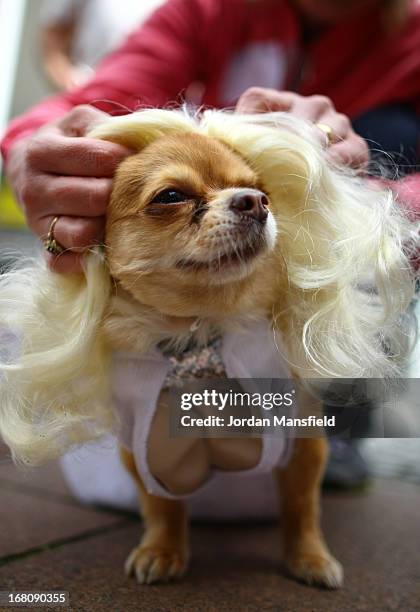 Harvey, a long-haired Chihuahua is dressed up as Marilyn Monroe on May 5, 2013 in London, England. Enthusiasts gathered at the Picture House in...