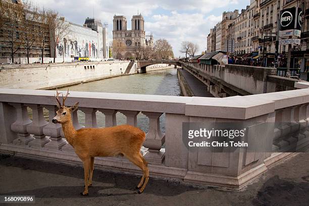 Deer standing by Seine river in Paris