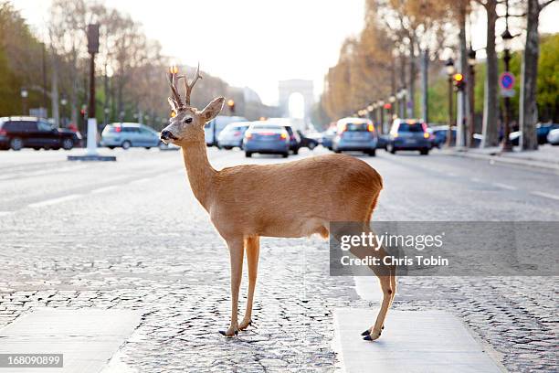 Deer standing in crosswalk on Champs-Élysées