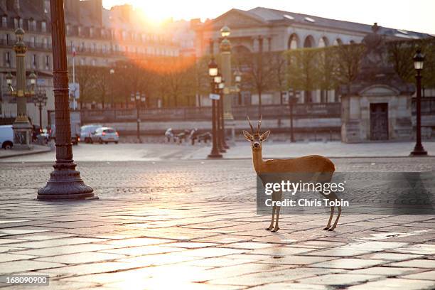 deer standing at place concorde - ile de france stock-fotos und bilder