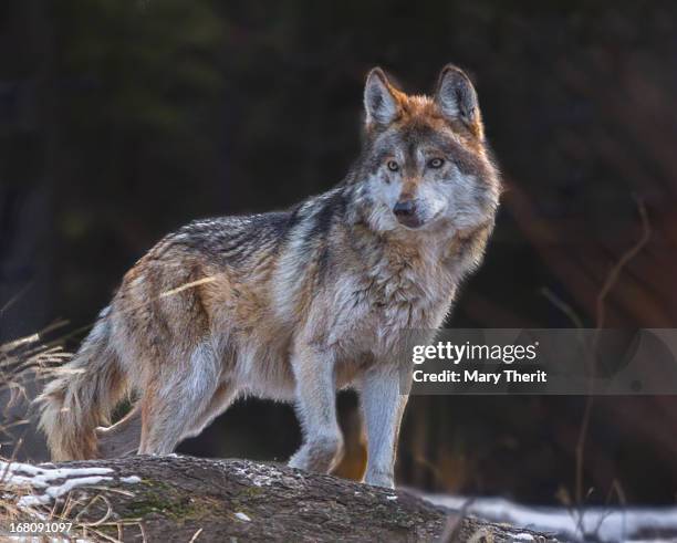mexican grey wolf - lobo 個照片及圖片檔