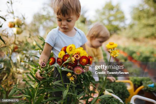 children help their grandmother in the garden full of flowers - serbia village stock pictures, royalty-free photos & images