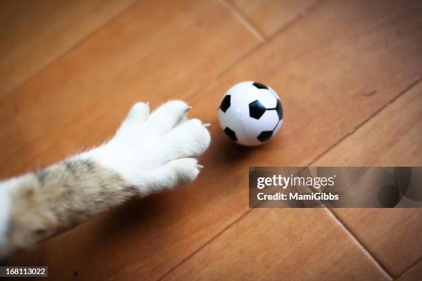 cat paw is try to kick a soccer ball - paw stock pictures, royalty-free photos & images