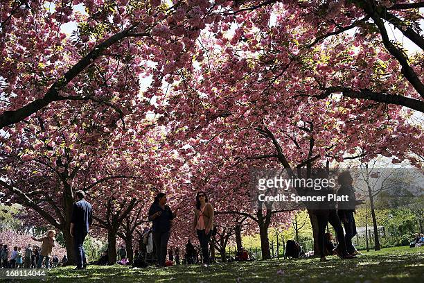 People walk under cherry blossom trees at the Brooklyn Botanical Garden on May 5, 2013 in New York City. The botanical garden, which sits on...