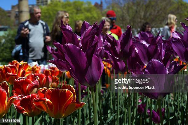 People look at tulips and other flowers at the Brooklyn Botanical Garden on May 5, 2013 in New York City. The botanical garden, which sits on...