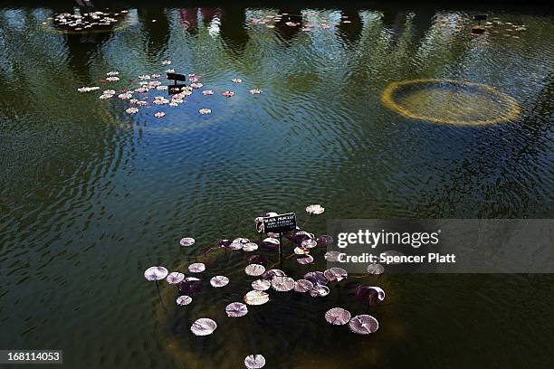 Lily pads sit in a pond at the Brooklyn Botanical Garden on May 5, 2013 in New York City. The botanical garden, which sits on 52-acres, features...