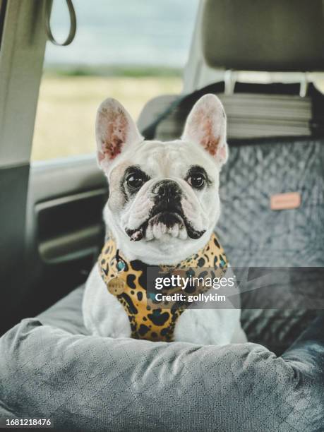 frenchie dog travel safely in a car safety dog seat - animal harness stock pictures, royalty-free photos & images